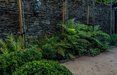 Planting design showing topoary ball and ferns